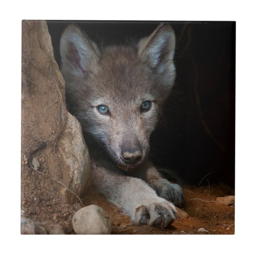 イースタン・ティンバー・ウルフ タイル (正面)