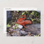 イースタン・ニュー・トの写真のポストカード ポストカード (正面/裏面)