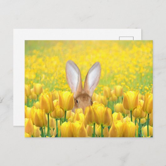 イースターのウサギ シーズンポストカード (正面/裏面)