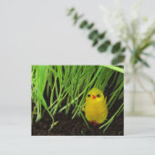 イースターひよこ シーズンポストカード (スタンド正面)