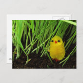 イースターひよこ シーズンポストカード (正面/裏面)