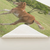 イースターアイランド赤ラパヌイ シェルパブランケット (3/4)