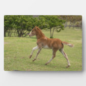 イースターアイランド赤ラパヌイ フォトプラーク (正面)