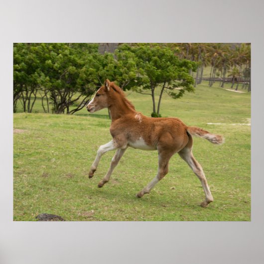 イースターアイランド赤ラパヌイ ポスター (正面)