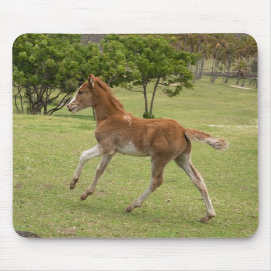 イースターアイランド赤ラパヌイ マウスパッド (正面)