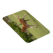 イースターアイランド赤ラパヌイ マグネット (右側)