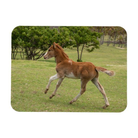 イースターアイランド赤ラパヌイ マグネット (横)