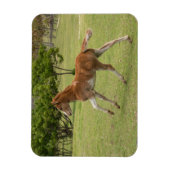 イースターアイランド赤ラパヌイ マグネット (縦)