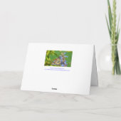 イースターウィッシュ/(昆虫)オオカバマダラ、モナーク蝶の花/お気に入り シーズンカード (裏面)