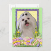 イースターエッグCookie -マルチーズ シーズンポストカード (正面/裏面)