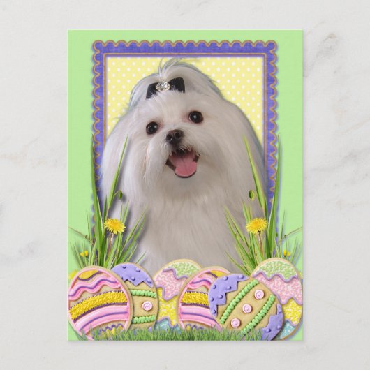 イースターエッグCookie -マルチーズ シーズンポストカード (正面)