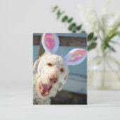 イースターオリー シーズンポストカード (スタンド正面)