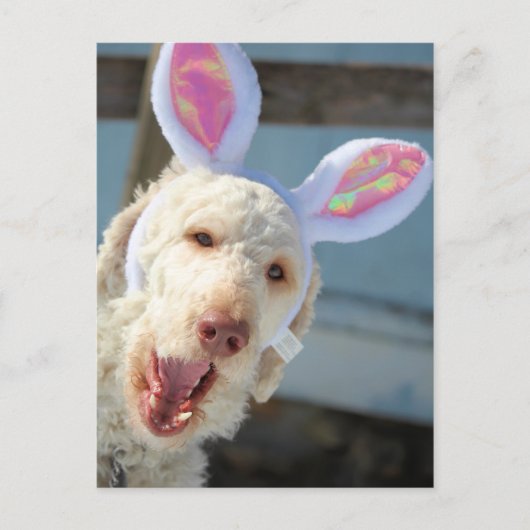 イースターオリー シーズンポストカード (正面)