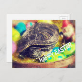 イースターカメ シーズンポストカード (正面/裏面)