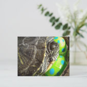 イースターカメ シーズンポストカード (スタンド正面)