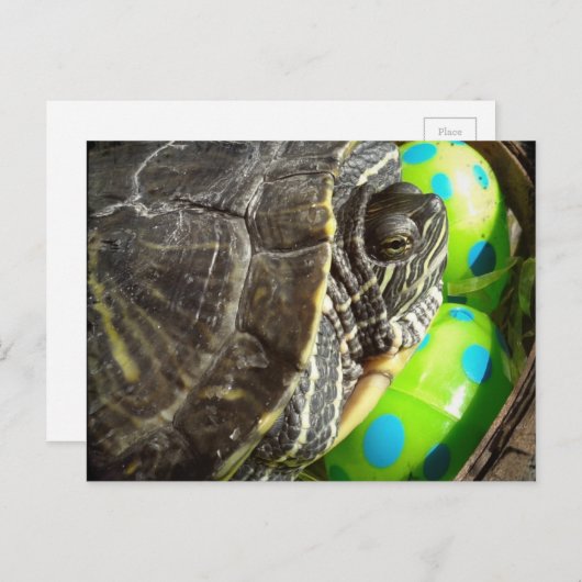 イースターカメ シーズンポストカード (正面/裏面)