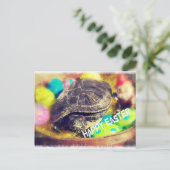 イースターカメ シーズンポストカード (スタンド正面)