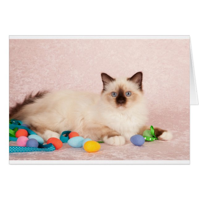 イースターキャット (正面横)