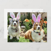 イースターコーギー シーズンポストカード (正面/裏面)