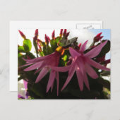 イースターサボテン シーズンポストカード (正面/裏面)