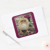 イースターシックアディーライトI スクエアシール (封筒)