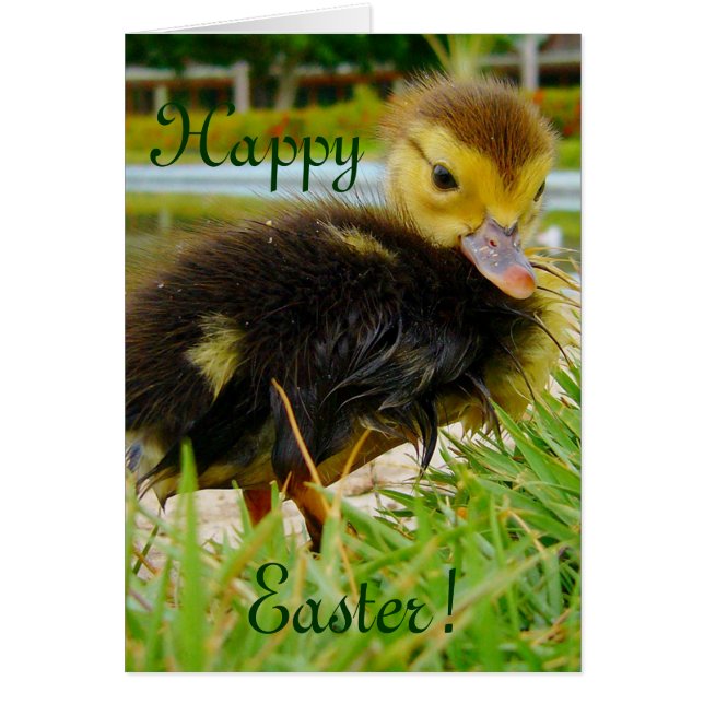 イースターシック (正面)