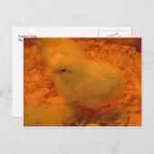 イースターシック シーズンポストカード (正面/裏面)