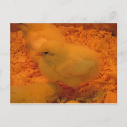 イースターシック シーズンポストカード (正面)