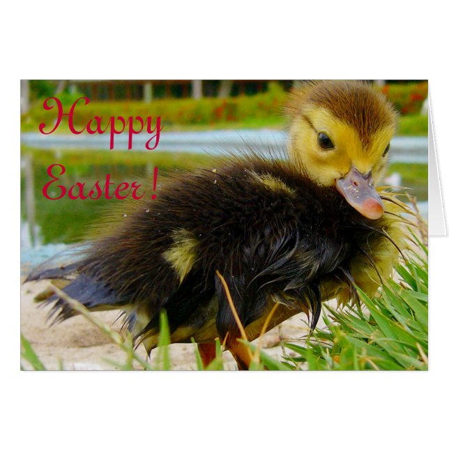 イースターシックIV (正面横)