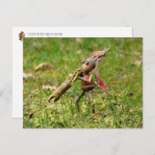 イースタースティックのイースターポストカードとコーン小妖精や小人 ポストカード (正面/裏面)