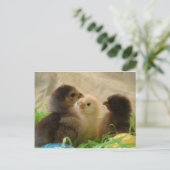 イースターチキン シーズンポストカード (スタンド正面)