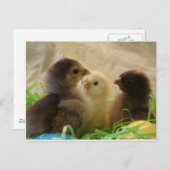 イースターチキン シーズンポストカード (正面/裏面)