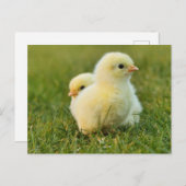 イースターチックス春はがき ポストカード (正面/裏面)