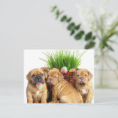 イースタードーグドゥボルドーパップ シーズンポストカード (スタンド正面)