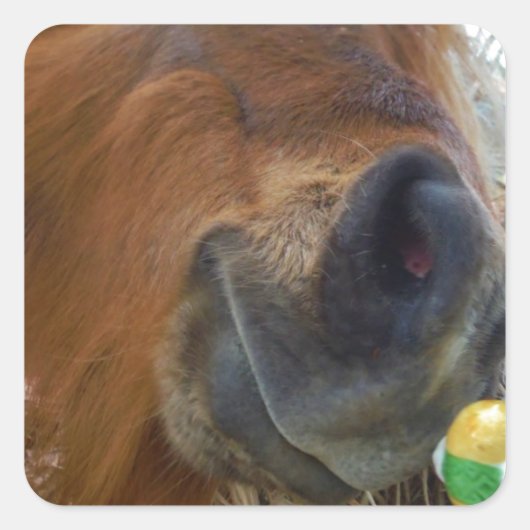 イースターバニーとブラウンの馬 スクエアシール (正面)