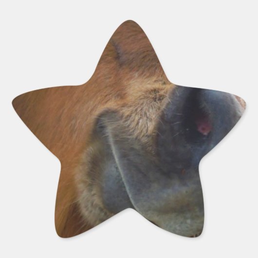 イースターバニーとブラウンの馬 星シール (正面)