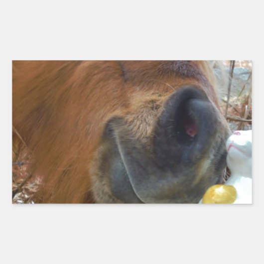 イースターバニーとブラウンの馬 長方形シール (正面)