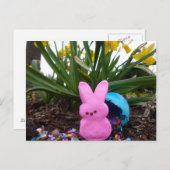イースターバニーアニマル春ピンクピースラブ シーズンポストカード (正面/裏面)