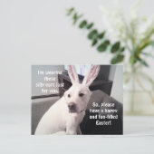 イースターバニーイヤーをかぶったかわいい白い子犬 ポストカード (スタンド正面)