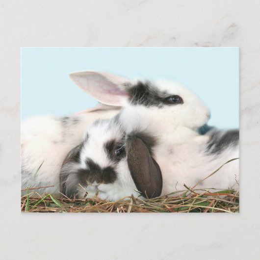 イースターバニー シーズンポストカード (正面)