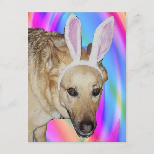 イースターバニー？ シーズンポストカード (正面)