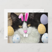 イースターブラック&ホワイトキャット シーズンポストカード (正面/裏面)