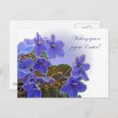イースターブルーアフリカビオレット シーズンポストカード (正面/裏面)