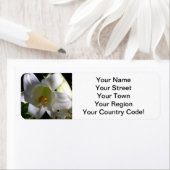 イースターリリー白 ラベル (インサイチュ)