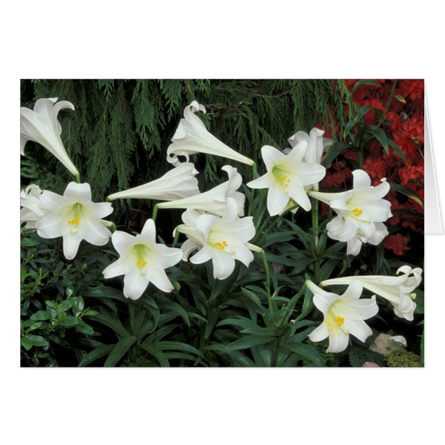 イースターリリー (ユリ Lilium regale) (正面横)