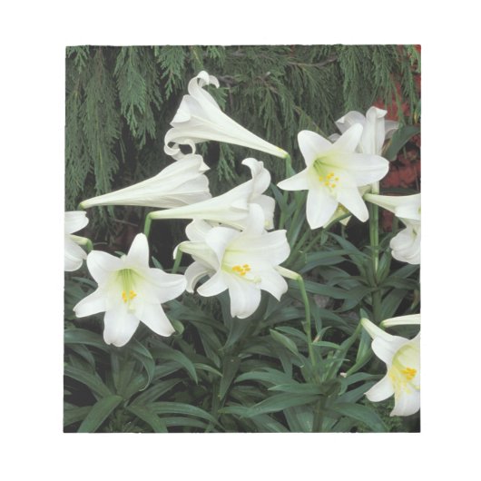 イースターリリー (ユリ Lilium regale) ノートパッド (正面)