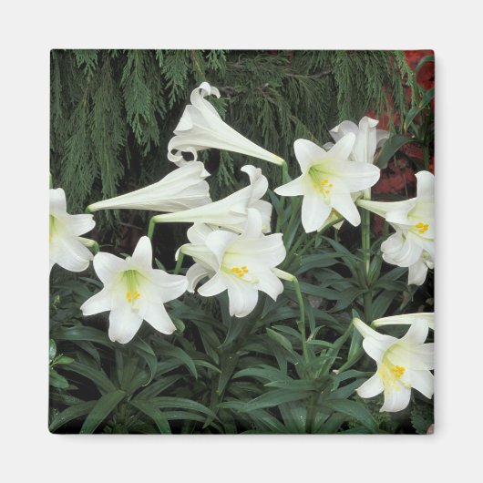 イースターリリー (ユリ Lilium regale) マグネット (正面)