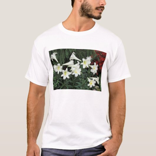 イースターリリー (ユリ Lilium regale) Tシャツ (正面)