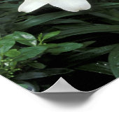 イースターリリー(リリアムレゲール) ポスター (角)