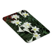 イースターリリー(リリアムレゲール) マグネット (右側)